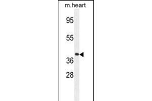 GNA15 Antibody (C-term) (ABIN654440 and ABIN2844174) western blot analysis in mouse heart tissue lysates (35 μg/lane). (GNA15 anticorps  (C-Term))