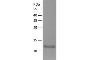 Western Blotting (WB) image for Golgin A7 (GOLGA7) (AA 1-137) protein (His tag) (ABIN7123186)