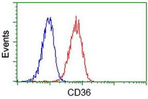 Image no. 2 for anti-CD36 (CD36) antibody (ABIN1497274) (CD36 anticorps)
