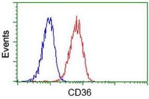 Image no. 2 for anti-CD36 (CD36) antibody (ABIN1497274) (CD36 anticorps)