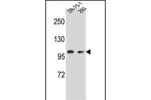 GRIP2 Antibody (Center) (ABIN656904 and ABIN2846101) western blot analysis in ZR-75-1,293 cell line lysates (35 μg/lane). (GRIP2 anticorps  (AA 620-649))