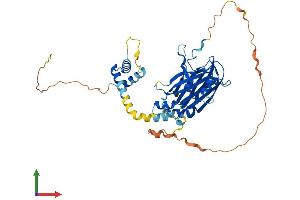 AlphaFold protein structure predicition of Human Recombinant TEAD1 Protein, UniprotID P28347
