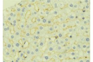 ABIN6277044 at 1/100 staining Mouse liver tissue by IHC-P.