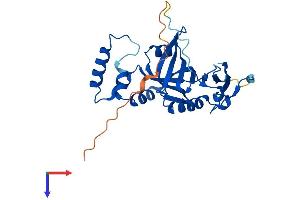 AlphaFold protein structure predicition of Human Recombinant PNPO Protein, UniprotID Q9NVS9