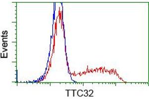 HEK293T cells transfected with either RC209334 overexpress plasmid (Red) or empty vector control plasmid (Blue) were immunostained by anti-TTC32 antibody (ABIN2453735), and then analyzed by flow cytometry. (TTC32 anticorps)