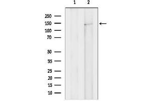 anti-Unc-51-Like Kinase 4 (ULK24) (Internal Region) antibody