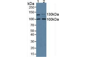 Figure. (COL1A2 anticorps  (AA 1109-1372))