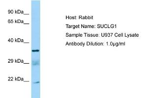 Western Blotting (WB) image for anti-Succinate-CoA Ligase, alpha Subunit (SUCLG1) (C-Term) antibody (ABIN971823) (SUCLG1 anticorps  (C-Term))