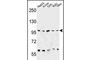 HSP90B1 Antibody (N-term) (ABIN651092 and ABIN2840067) western blot analysis in HepG2, CHO, K562, Hela cell line and mouse liver tissue lysates (35 μg/lane). (GRP94 anticorps  (N-Term))