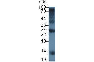 Western Blot; Sample: Bovine Spleen lysate; Primary Ab: 5µg/ml Rabbit Anti-Bovine TREM1 Antibody Second Ab: 0.