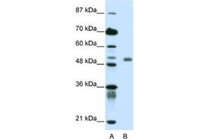 Western Blotting (WB) image for anti-Deformed Epidermal Autoregulatory Factor 1 (Drosophila) (DEAF1) antibody (ABIN2461907) (DEAF1 anticorps)