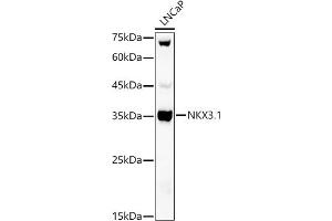Western blot analysis of extracts of LNCaP cells, using NKX3. (NKX3-1 anticorps)