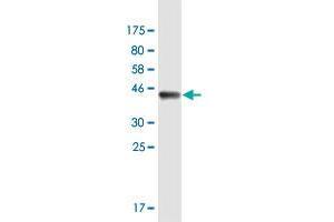 Western Blot detection against Immunogen (42.