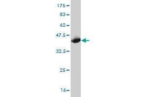 Western Blot detection against Immunogen (37.