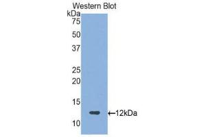 Western Blotting (WB) image for anti-Proteoglycan 4 (PRG4) (AA 1151-1241) antibody (ABIN1860313)