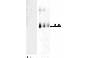 Western blot analysis of LAT (pY171) on human T lymphocytes. (LAT anticorps  (pTyr171) (Biotin))