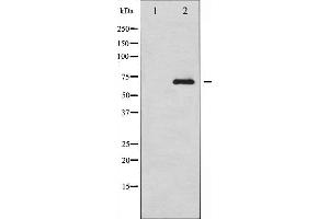 Western blot analysis of RelB expression in HepG2 whole cell lysates,The lane on the left is treated with the antigen-specific peptide. (RELB anticorps  (C-Term))