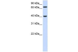 Western Blotting (WB) image for anti-PDZ and LIM Domain 3 (PDLIM3) antibody (ABIN2459845) (PDLIM3 anticorps)