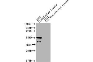 Western Blot Positive WB detected in: eta 293T Transfected lysate, 293T non-Transfected lysate All lanes: eta antibody at 1:2000 Secondary Goat polyclonal to rabbit IgG at 1/50000 dilution Predicted band size: 55 kDa Observed band size: 55 kDa