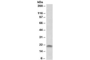 Western blot testing of human placenta lysate with SPINT2 antibody at 1ug/ml. (SPINT2 anticorps)