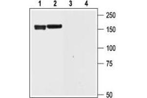 Western blot analysis of rat brain (1 and 3) and cortex (2 and 4) lysate: - 1,2. (KCNH6 anticorps  (Intracellular, N-Term))