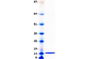 Validation with Western Blot
