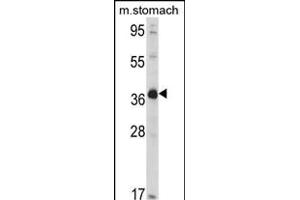 Western blot analysis of hNAGK- (R) in mouse stomach tissue lysates (35 μg/lane). (NAGK anticorps  (C-Term))