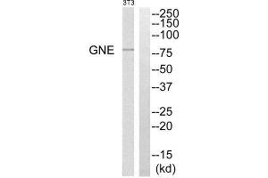 Western Blotting (WB) image for anti-Glucosamine (UDP-N-Acetyl)-2-Epimerase/N-Acetylmannosamine Kinase (GNE) (C-Term) antibody (ABIN1852526) (GNE anticorps  (C-Term))