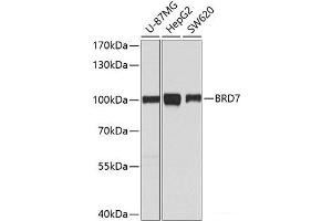 Western blot analysis of extracts of various cell lines using BRD7 Polyclonal Antibody at dilution of 1:1000. (BRD7 anticorps)