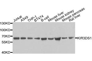 Western blot analysis of extracts of various cell lines, using KIR3DS1 antibody. (KIR3DS1 anticorps  (AA 80-340))