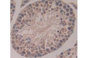 IHC-P analysis of Mouse Tissue, with DAB staining. (NEK2 anticorps  (AA 148-397))
