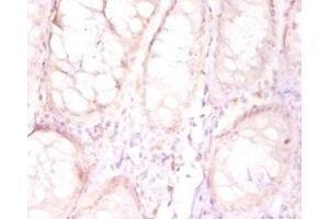 Immunohistochemistry of paraffin-embedded human placenta tissue using ABIN7165346 at dilution of 1:50 (TMEM185B anticorps  (AA 1-370))