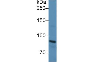 Western Blot; Sample: Rat Serum; Primary Ab: 3µg/ml Rabbit Anti-Rat CDHE Antibody Second Ab: 0.