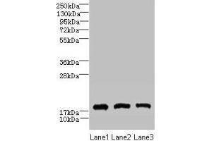 Western blot All lanes: CNIH2 antibody at 2 μg/mL Lane 1: U251 whole cell lysate Lane 2: Mouse liver tissue Lane 3: Mouse kidney tissue Secondary Goat polyclonal to rabbit IgG at 1/10000 dilution Predicted band size: 19 kDa Observed band size: 19 kDa (CNIH2 anticorps  (AA 94-138))