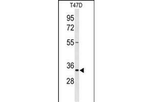 Western blot analysis of TSN33 Antibody (C-term) (ABIN653346 and ABIN2842828) in T47D cell line lysates (35 μg/lane). (TSPAN33 anticorps  (C-Term))