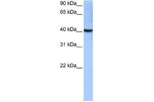 LOC652559 antibody used at 0. (LOC652559 anticorps  (Middle Region))