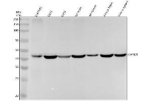 Western blot analysis of OPRD1 using anti-OPRD1 antibody (ABIN7605795).