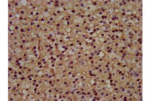 IHC image of ABIN7153289 diluted at 1:300 and staining in paraffin-embedded human adrenal gland tissue performed on a Leica BondTM system.