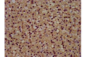 IHC image of ABIN7153289 diluted at 1:300 and staining in paraffin-embedded human adrenal gland tissue performed on a Leica BondTM system. (KCNJ5 anticorps  (AA 348-419))