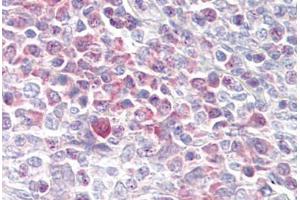 Anti-USP7 antibody IHC staining of human tonsil. (USP7 anticorps  (AA 1050-1100))