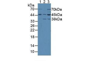 Figure. (MEK2 anticorps  (AA 44-313))