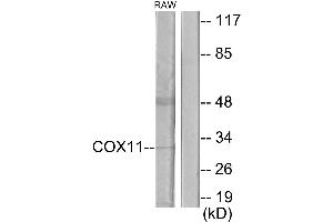 Western blot analysis of extracts from RAW264. (COX11 anticorps)