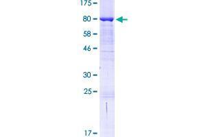 Image no. 1 for BAI1-Associated Protein 2-Like-1 (BAIAP2L1) (AA 1-511) protein (GST tag) (ABIN1346383)