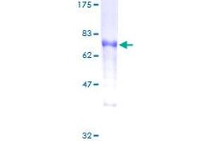 SDS-PAGE (SDS) image for DOK2 (DOK2) (AA 1-412) protein (GST tag) (ABIN1351902)