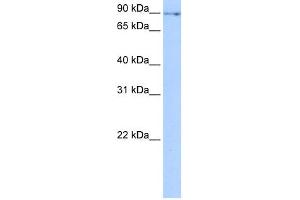 WB Suggested Anti-NUFIP2 Antibody Titration:  0. (NUFIP2 anticorps  (N-Term))