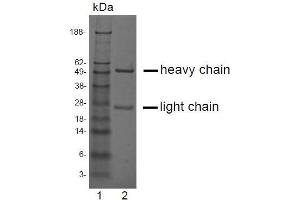 SDS-PAGE analysis of purified LV-2A2 monoclonal antibody. (CRISP3 anticorps)