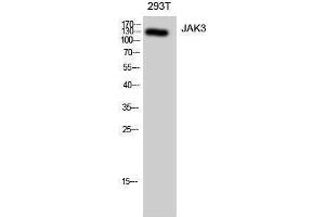 Western Blotting (WB) image for anti-Janus Kinase 3 (JAK3) (Ser645) antibody (ABIN3180129) (JAK3 anticorps  (Ser645))