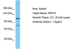 Host: Rabbit Target Name: PRRT3 Sample Type: 721_B Whole Cell lysates Antibody Dilution: 1. (PRRT3 anticorps  (C-Term))