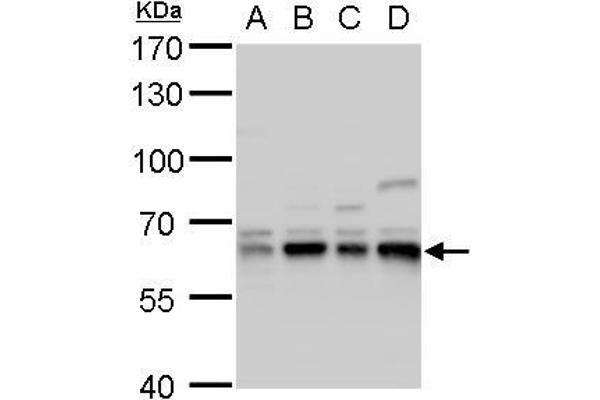 CPNE1 anticorps