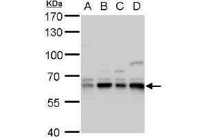 WB Image Copine I antibody [N3C3] detects Copine I protein by western blot analysis. (CPNE1 anticorps)